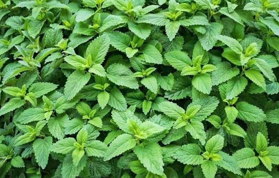 medicinal properties of oregano in Iranian traditional medicine