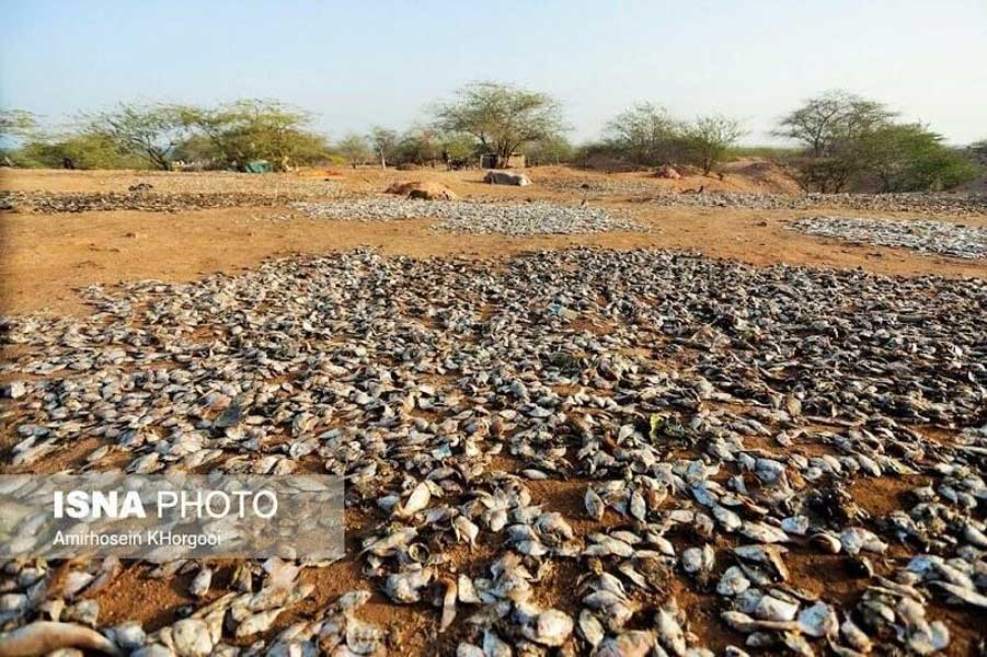 Traditional method of fish preservation in southern Iran