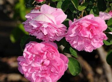 Introduction to Damask rose or Iranian rose