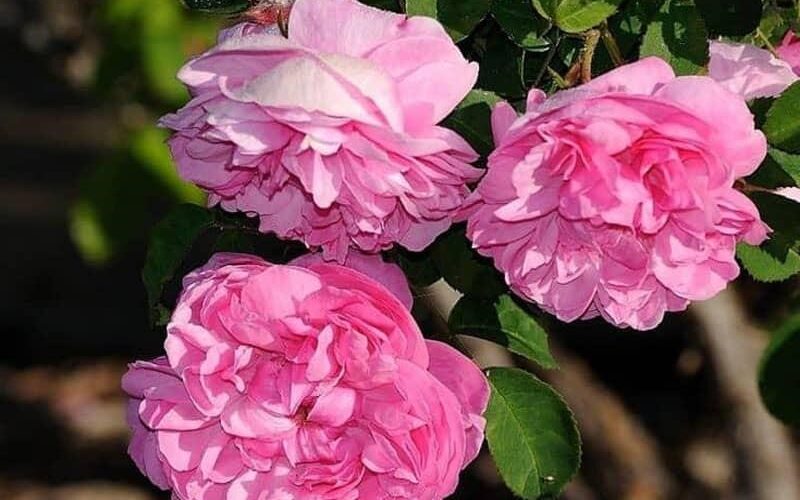 Introduction to Damask rose or Iranian rose