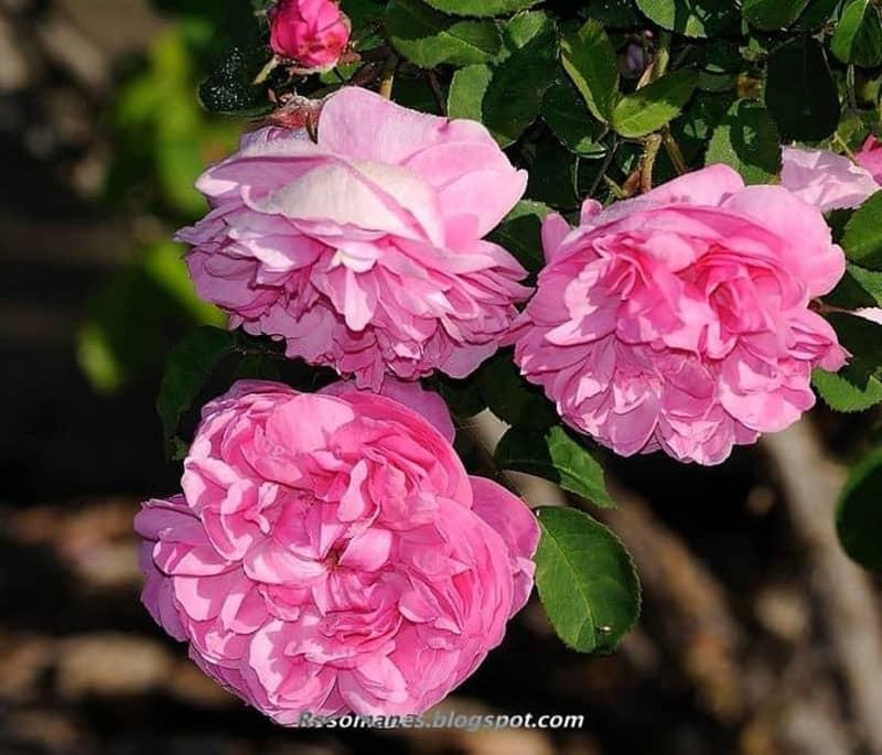 Introduction to Damask rose or Iranian rose