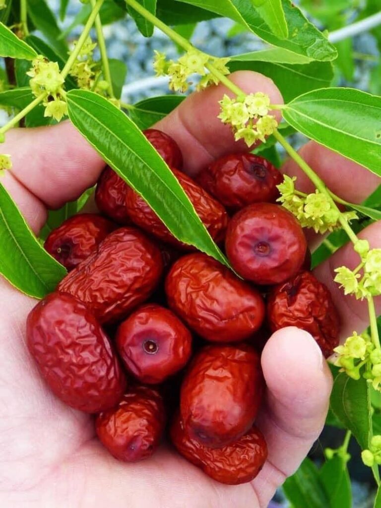 The nutritional value and medicinal properties of jujube