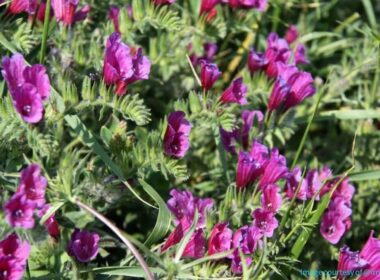 Learn more about Echium, a traditional medicinal herb in Iran