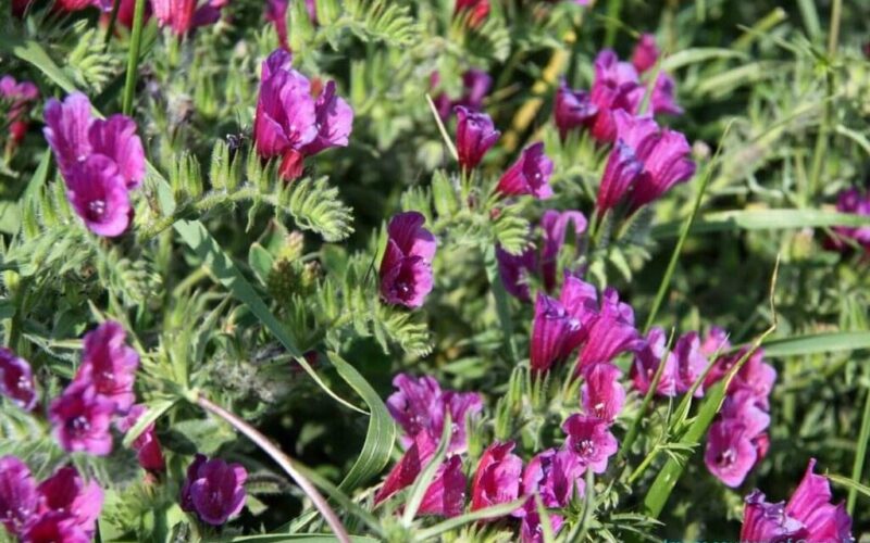 Learn more about Echium, a traditional medicinal herb in Iran