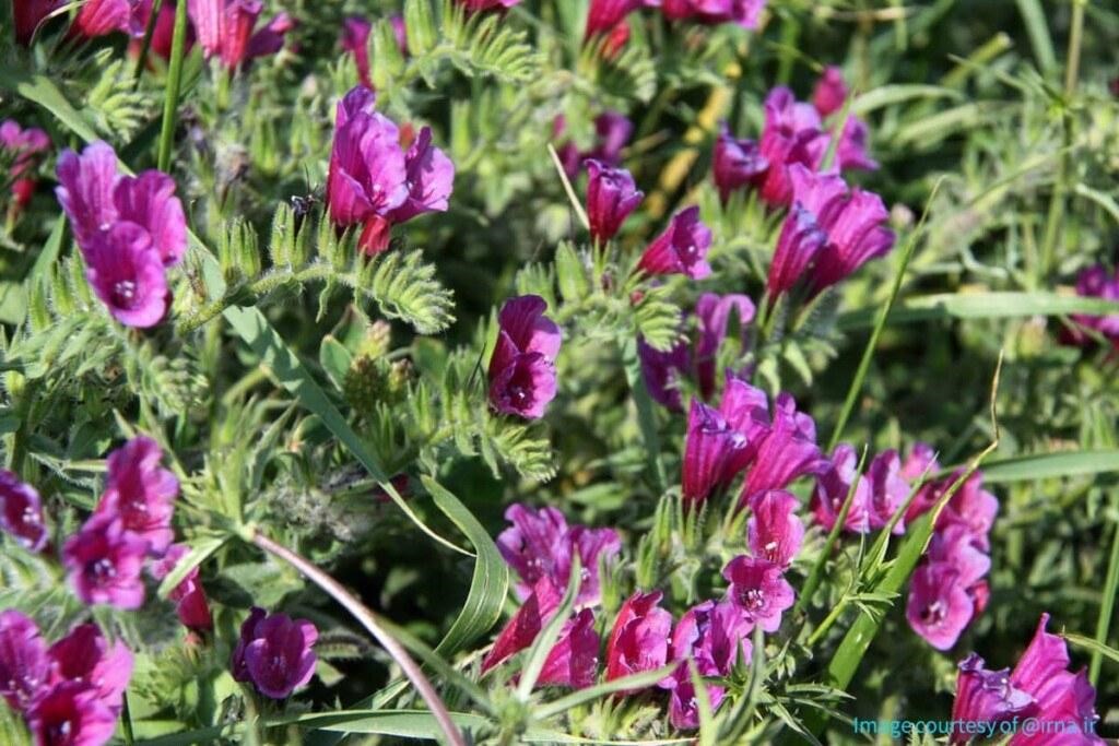 Learn more about Echium, a traditional medicinal herb in Iran
