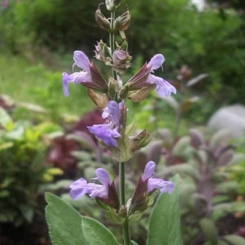 Medicinal benefits and therapeutic properties of common sage