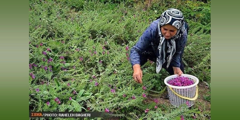 Echium is a useful medicinal herb with many benefits