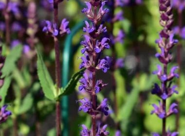 Common sage, a useful herb in Iranian traditional medicine
