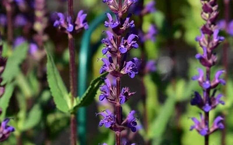 Common sage, a useful herb in Iranian traditional medicine