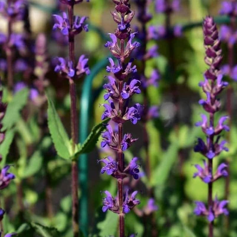 Common sage, a useful herb in Iranian traditional medicine