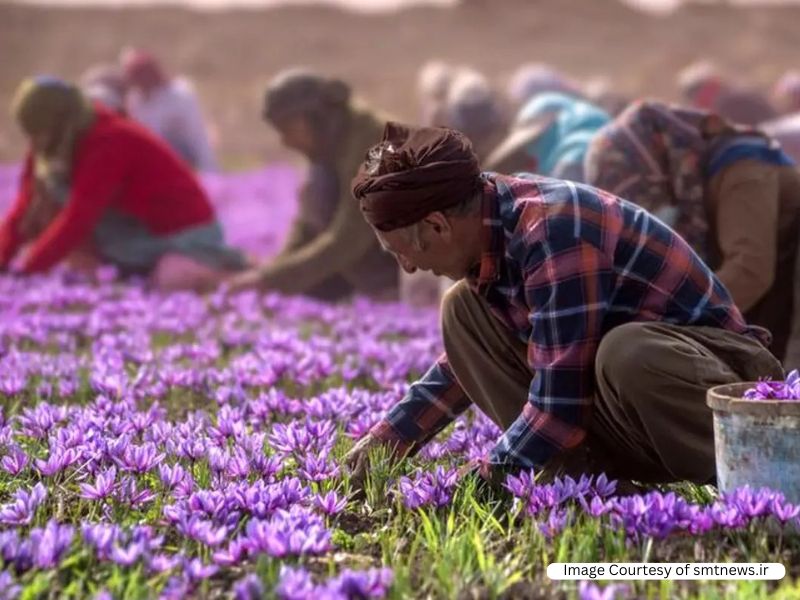 Saffron Harvest Season